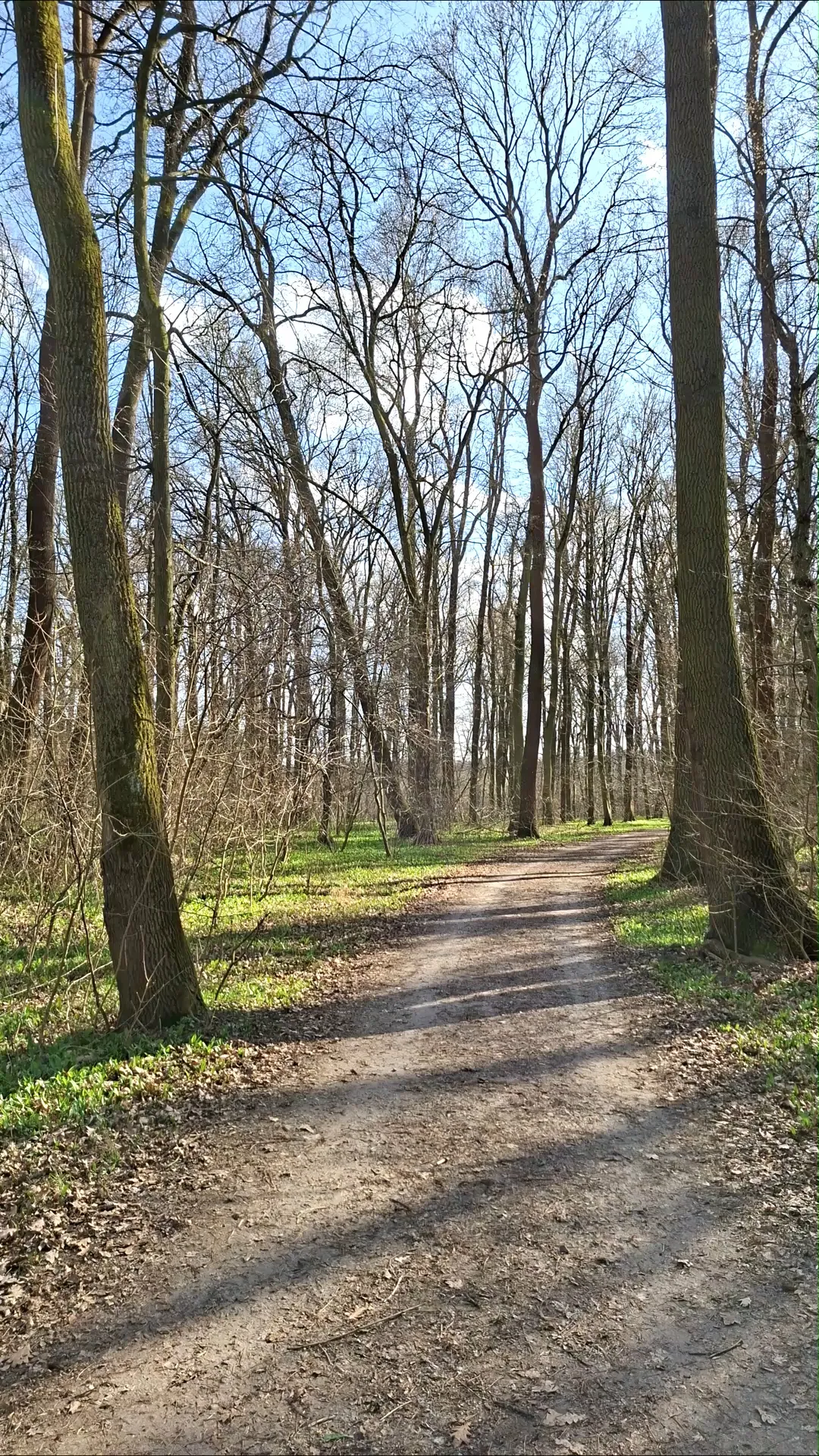 Spring wild garlic, health that you just need to pick